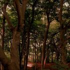 Der Wald geht in steiler Hanglage bis zur Ruhr