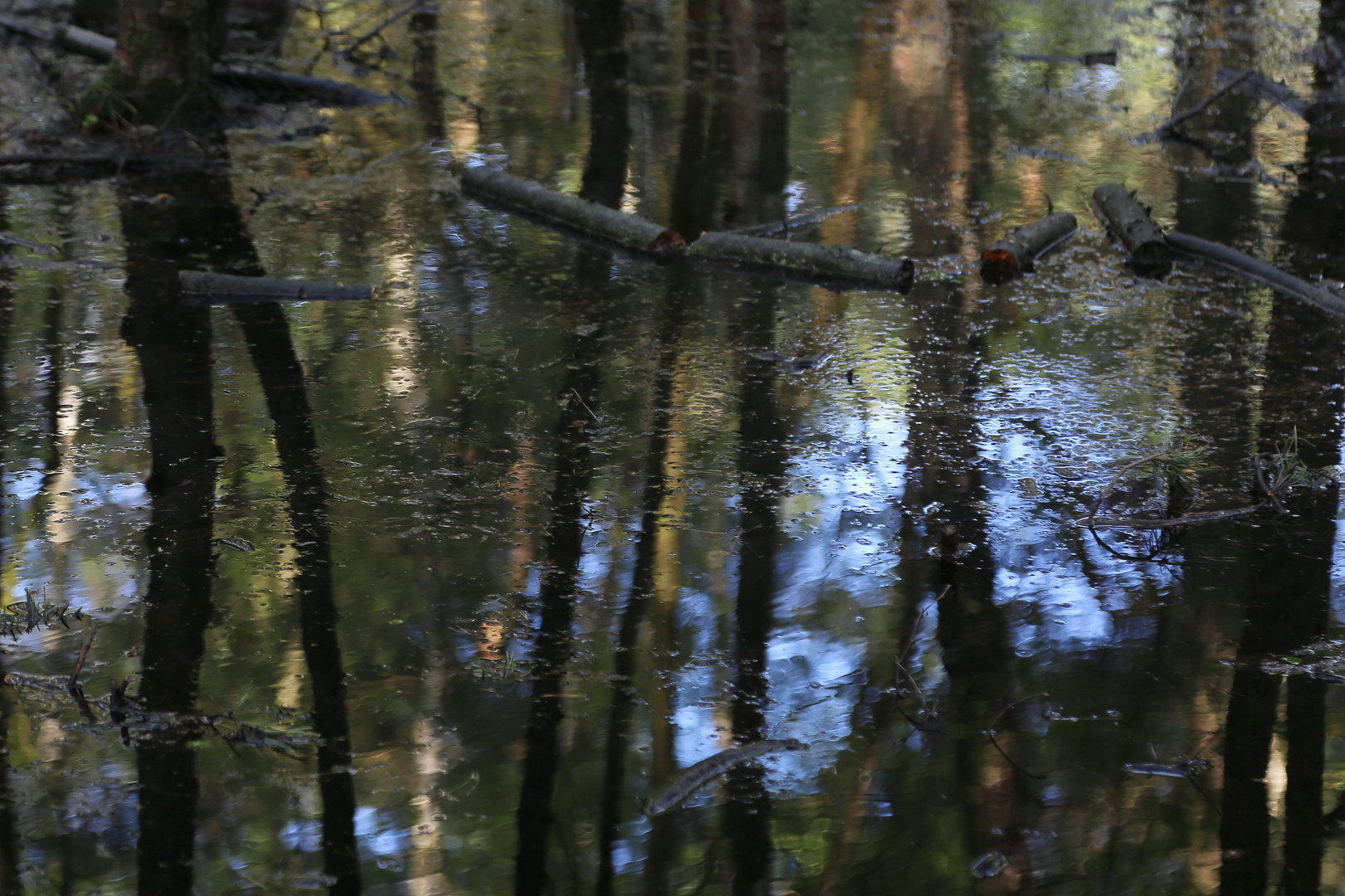 der wald gespiegelt im moor