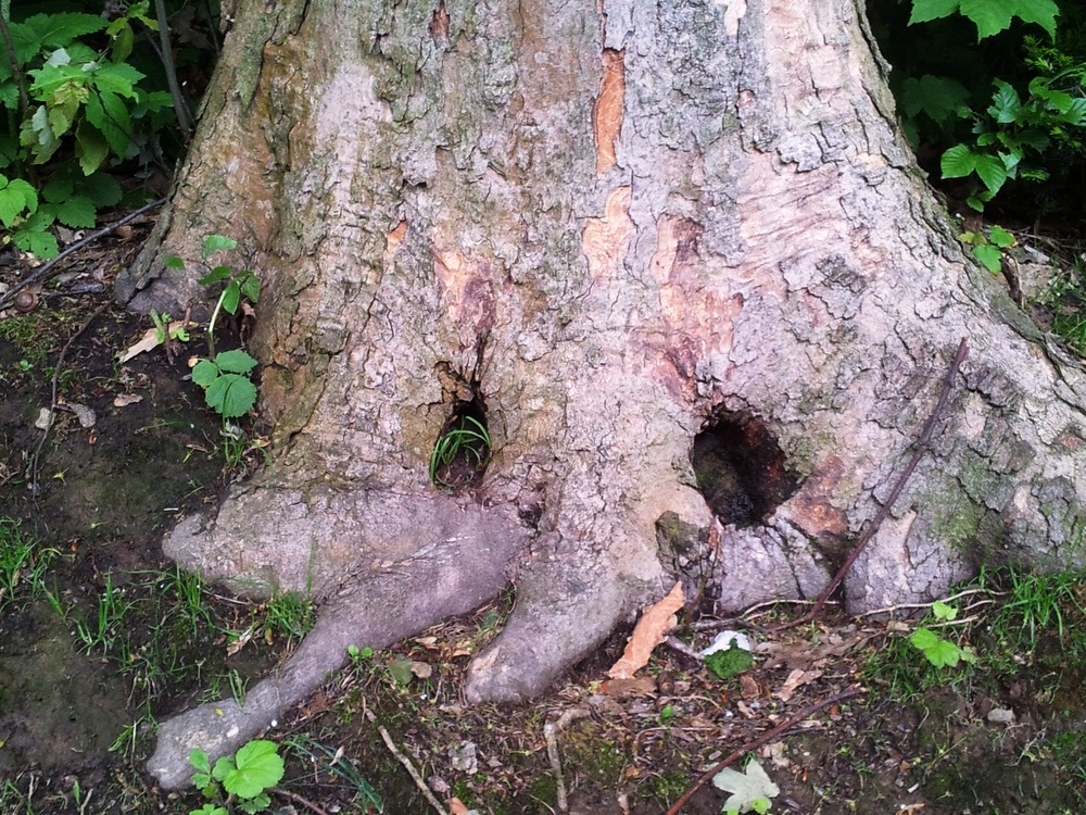 Der Wald hat auch schöne Gesichter