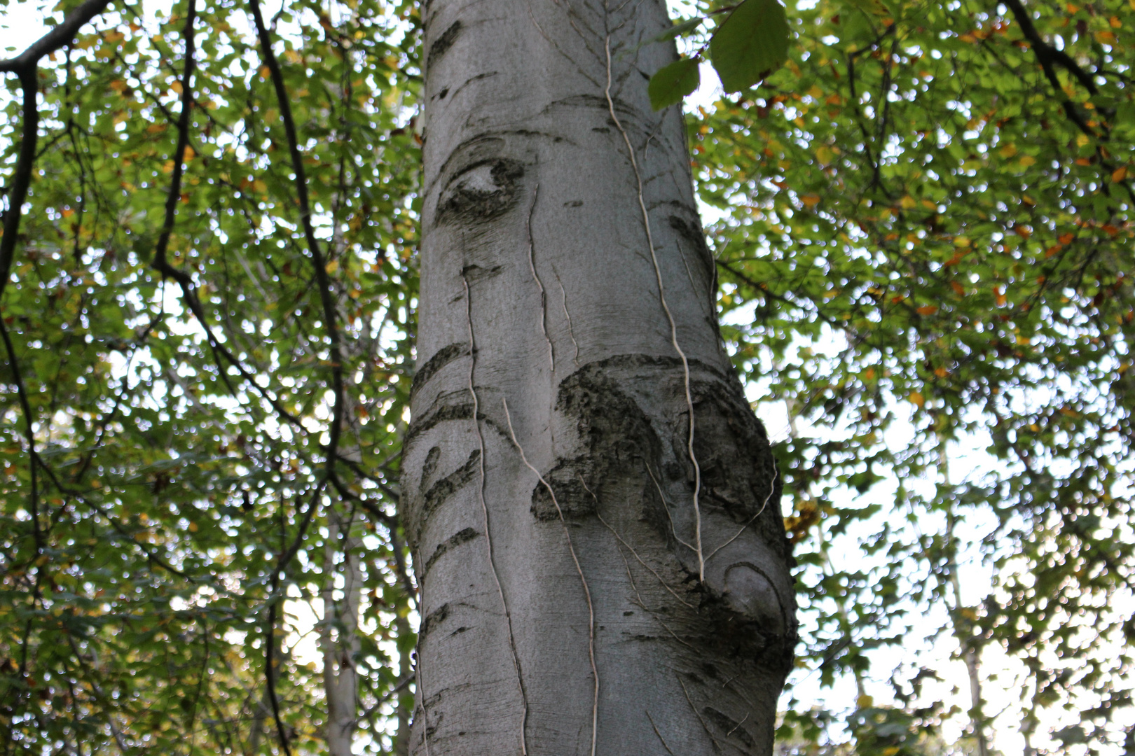 Der Wald hat Augen