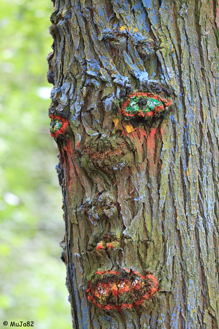 Der Wald hat nochmehr Augen