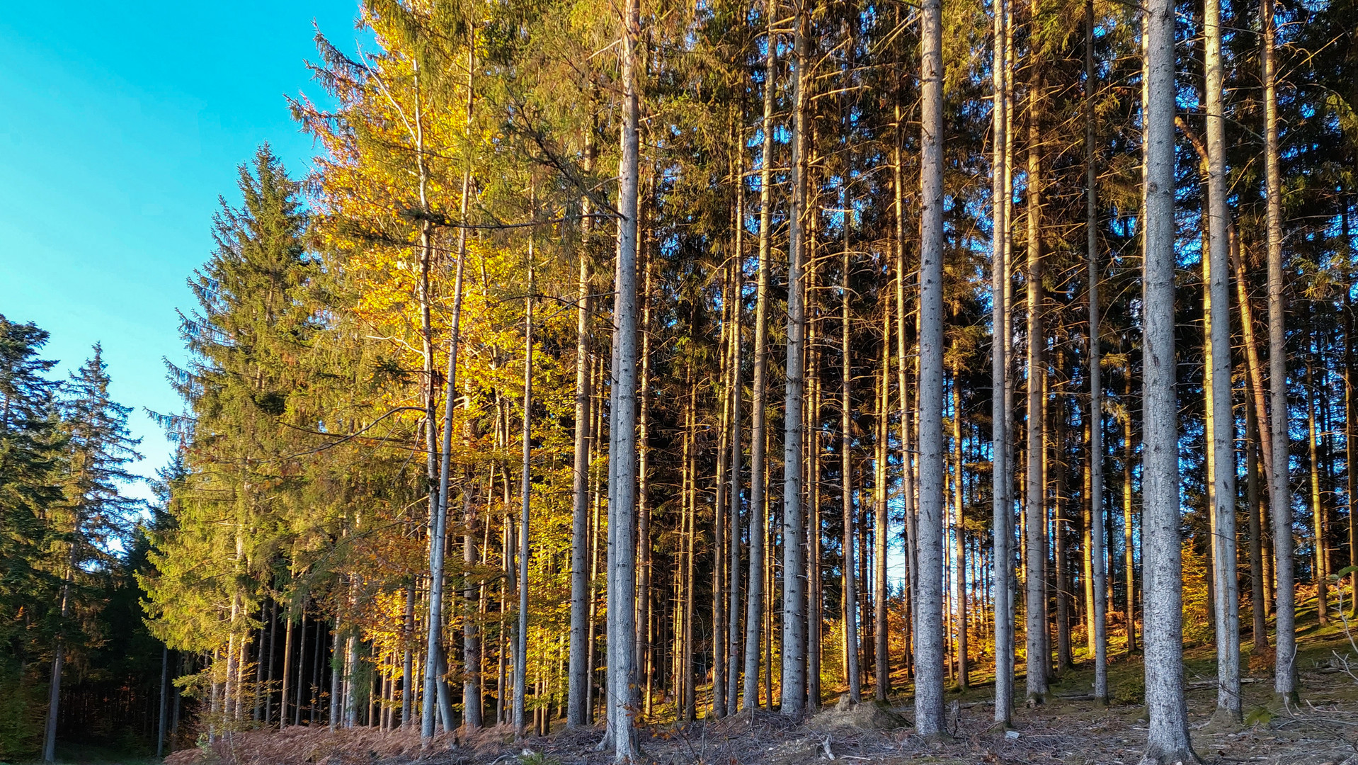 Der Wald im Abendlicht