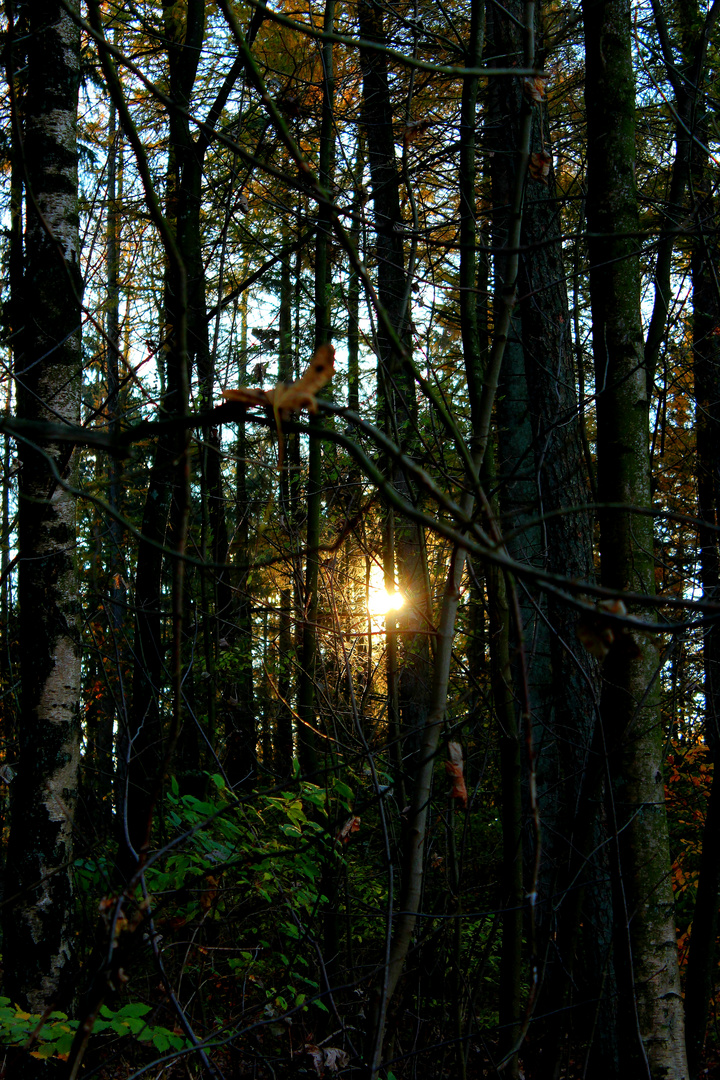 Der Wald im Auge des Betrachters 2