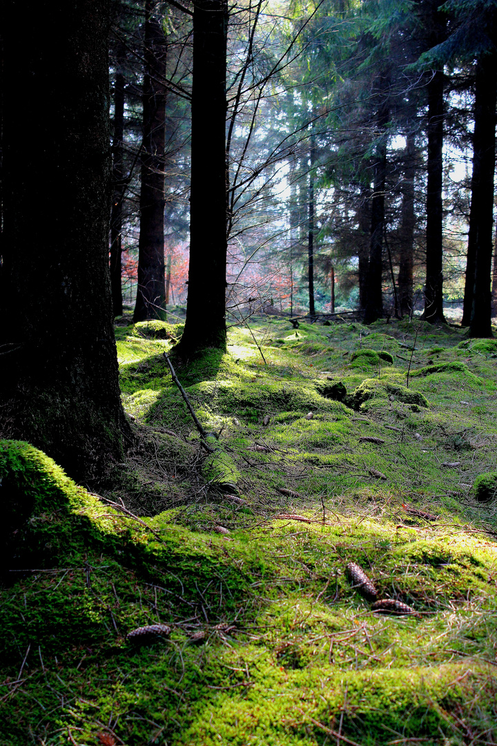 Der Wald im Auge des Betrachters