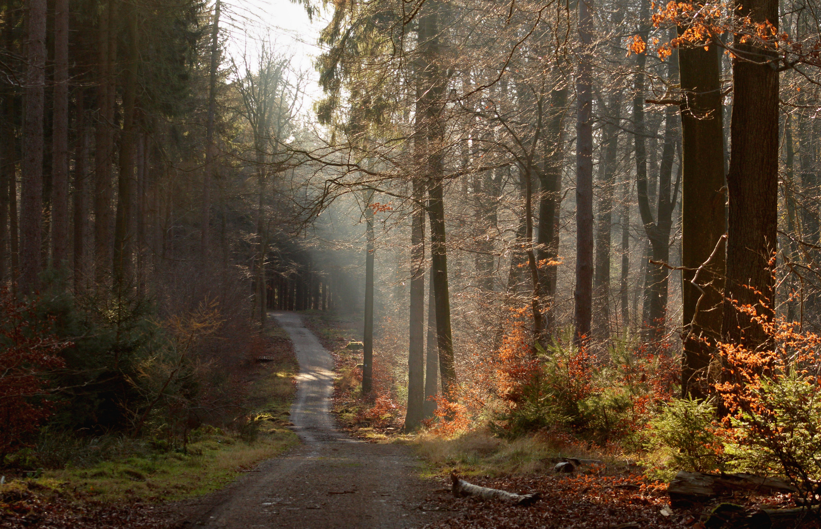 Der Wald im Dezember