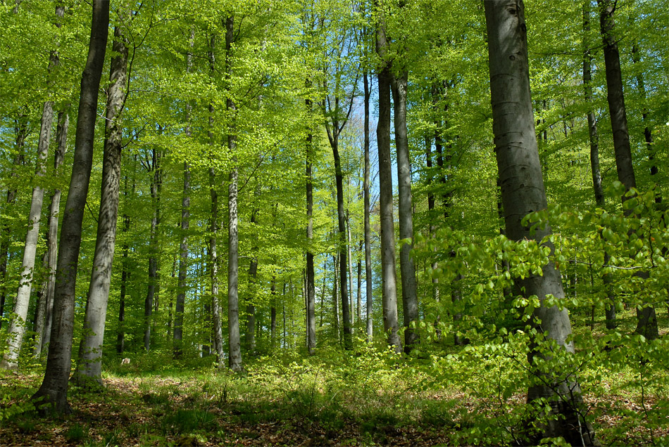 Der Wald im Frühling...