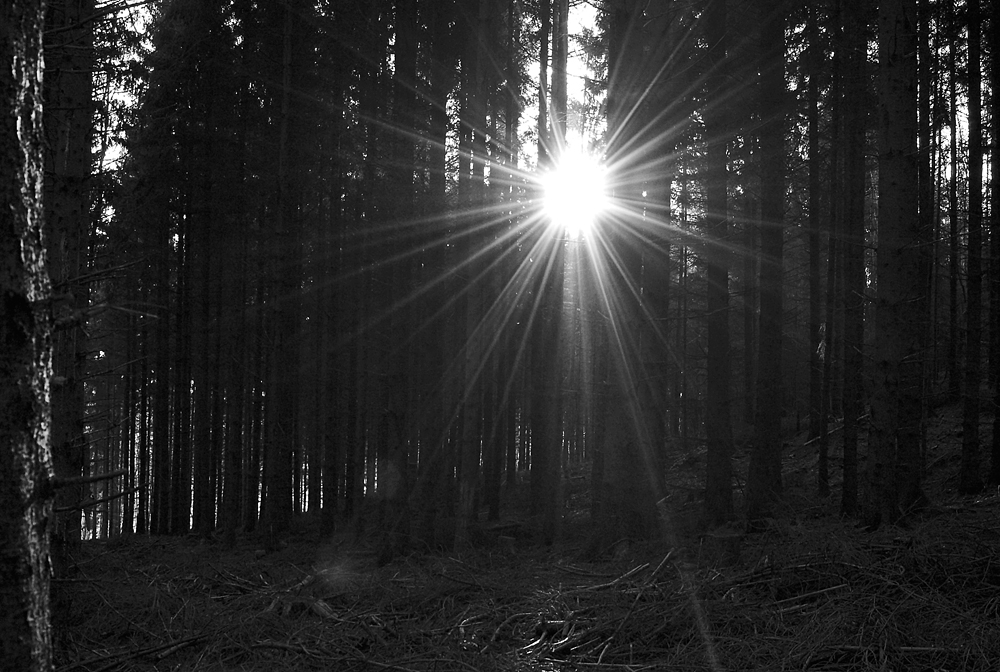 Der Wald im Gegenlicht