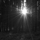 Der Wald im Gegenlicht