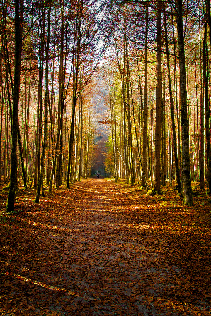 Der Wald im Herbst