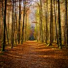 Der Wald im Herbst