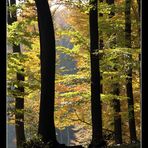 Der Wald im Herbst