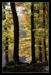 Der Wald im Herbst