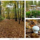 Der Wald im Herbst