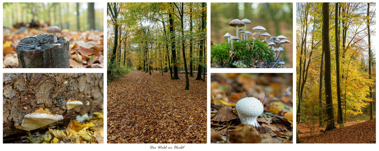 Der Wald im Herbst