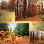 Der Wald im Herbst