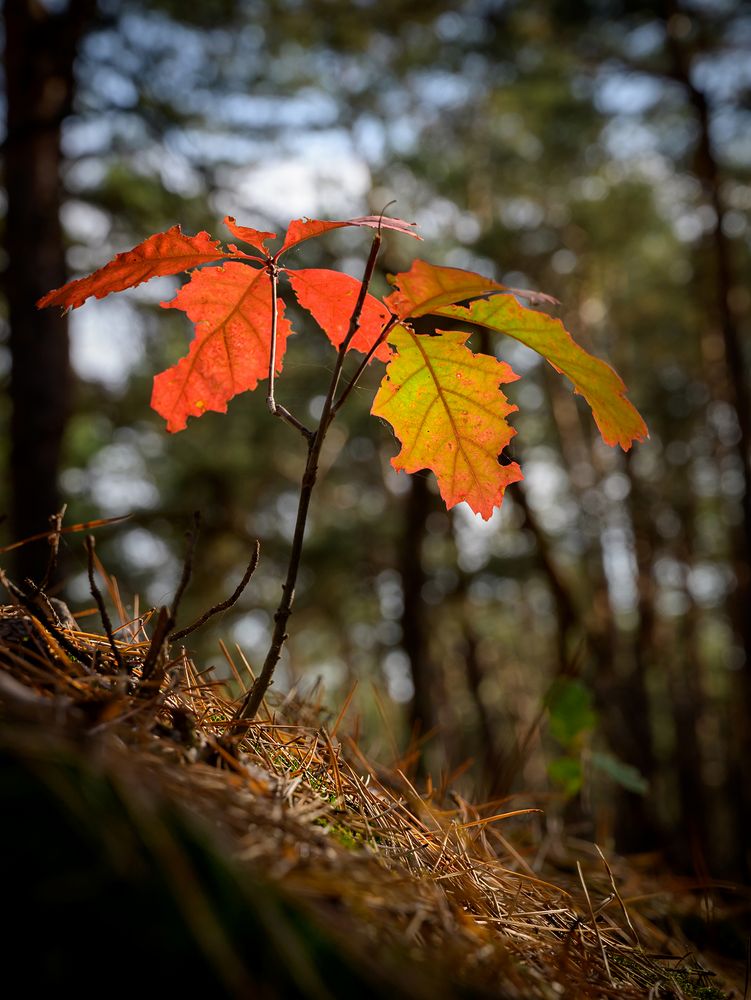 Der Wald im Herbst