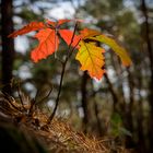 Der Wald im Herbst