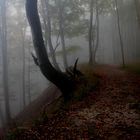 der Wald im Herbst auf Rügen