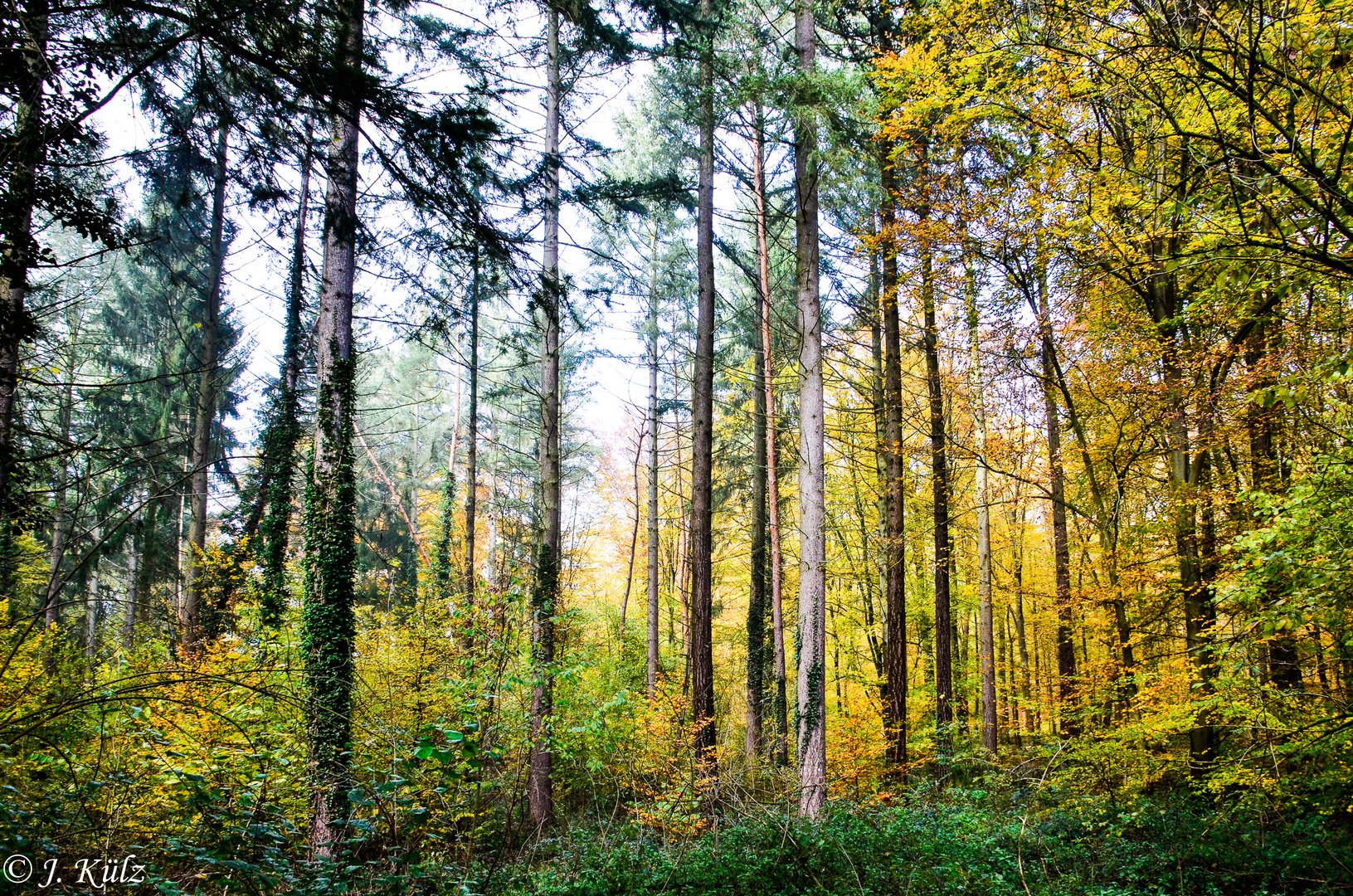 Der Wald im Herbst