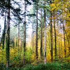 Der Wald im Herbst