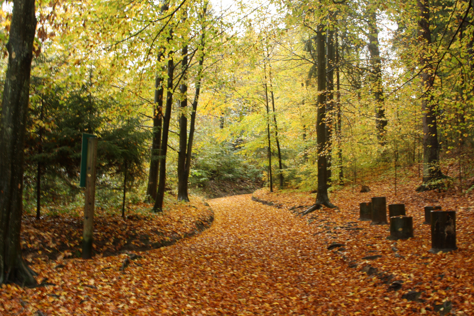 Der Wald im Herbst