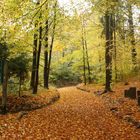 Der Wald im Herbst