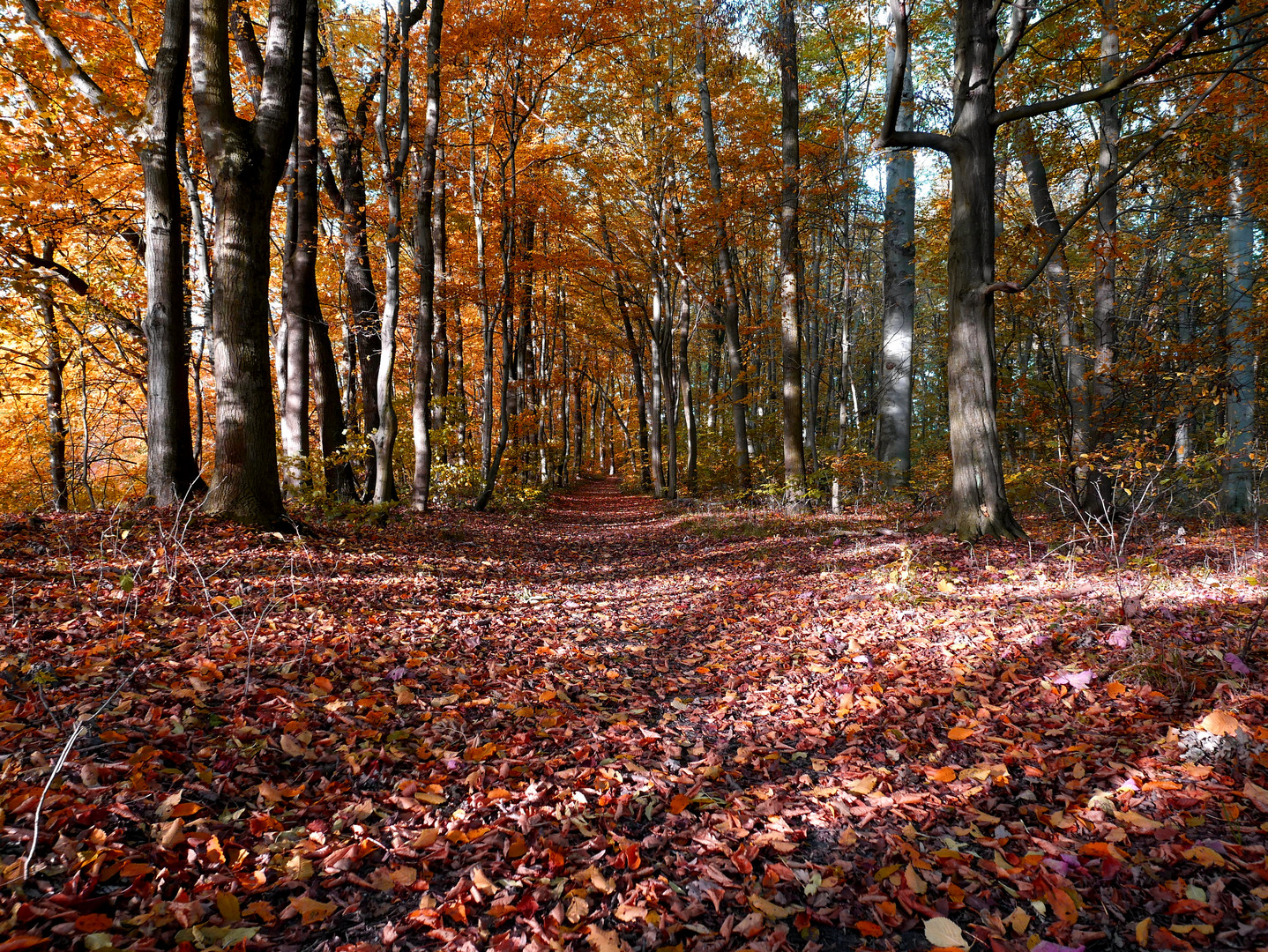 Der Wald im Herbst