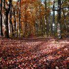 Der Wald im Herbst