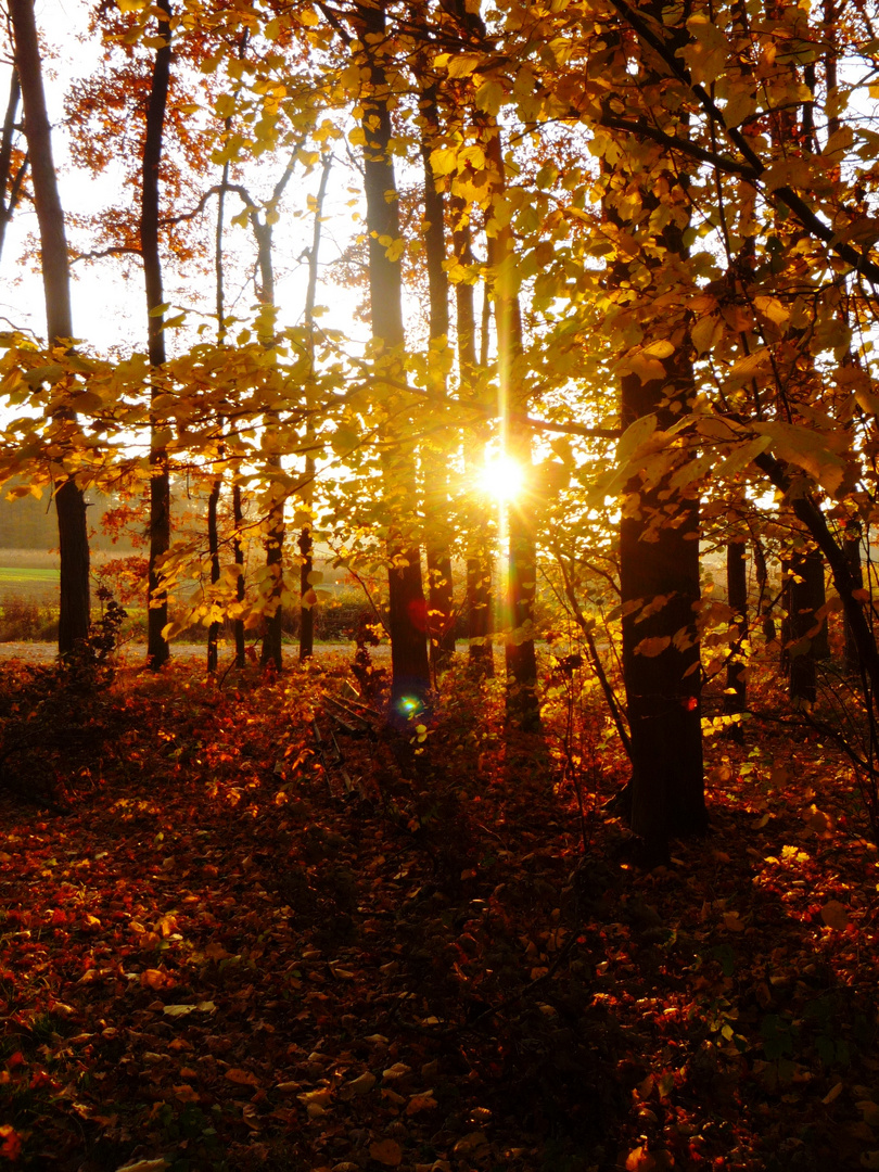 Der Wald im Herbst in seiner ganzen Pracht