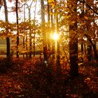 Der Wald im Herbst in seiner ganzen Pracht