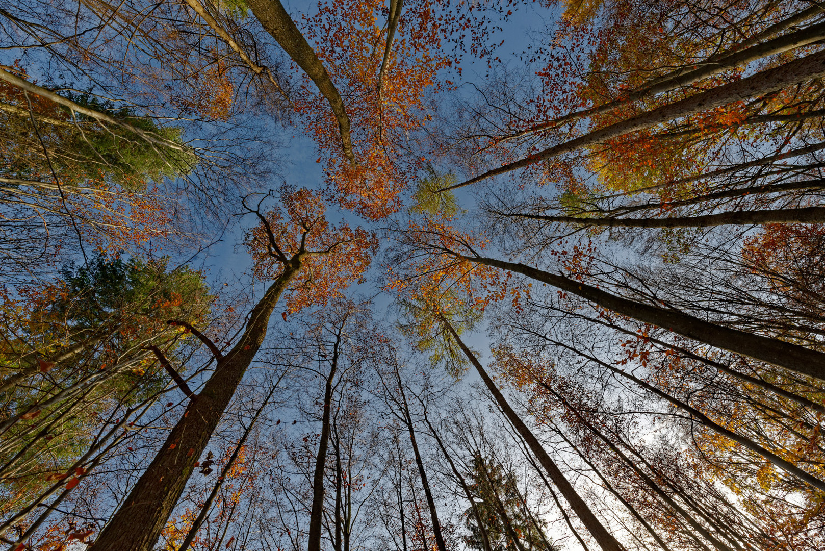 Der Wald im Herbst von unten