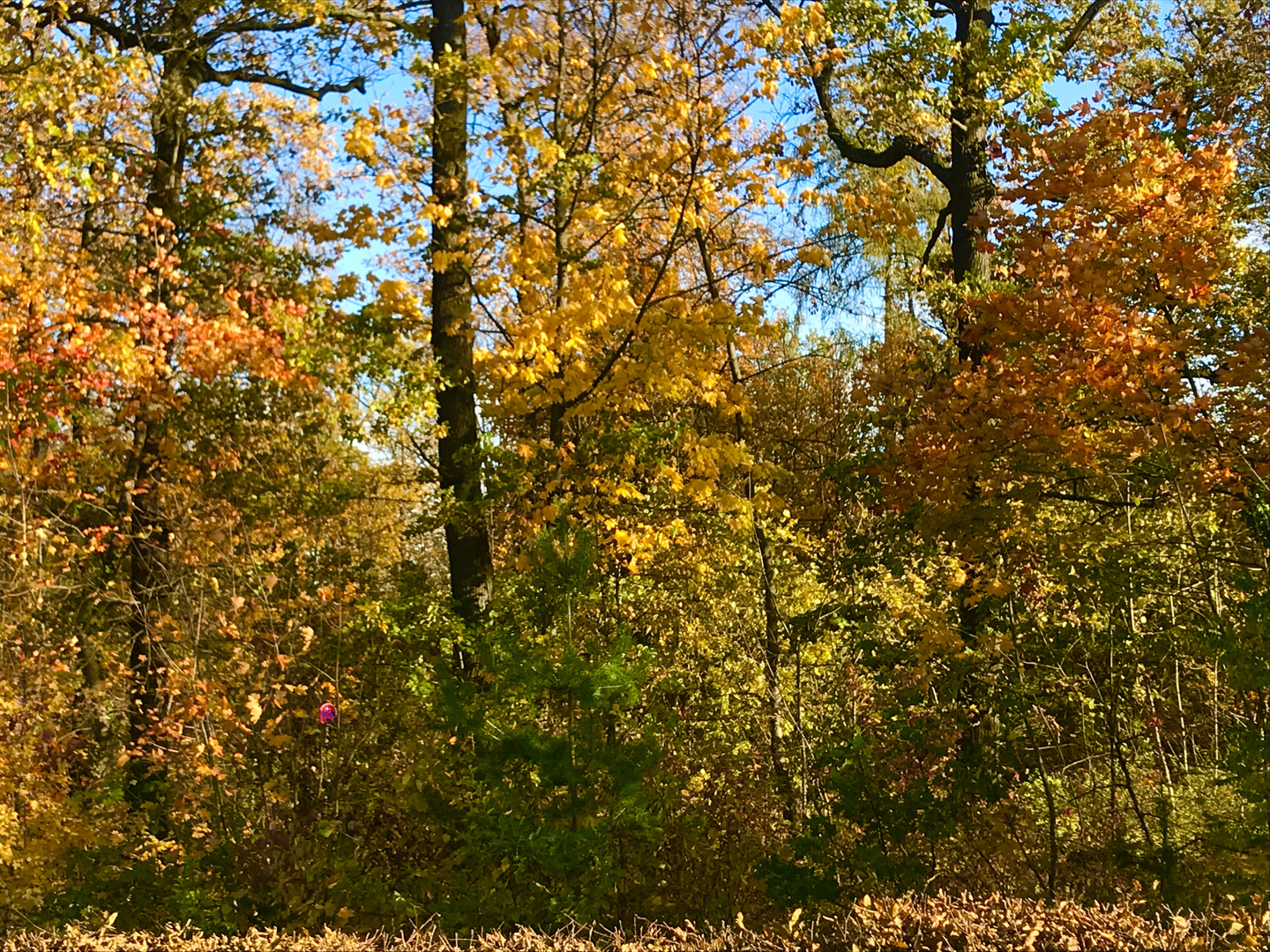 Der Wald im Herbstgewand