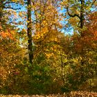 Der Wald im Herbstgewand