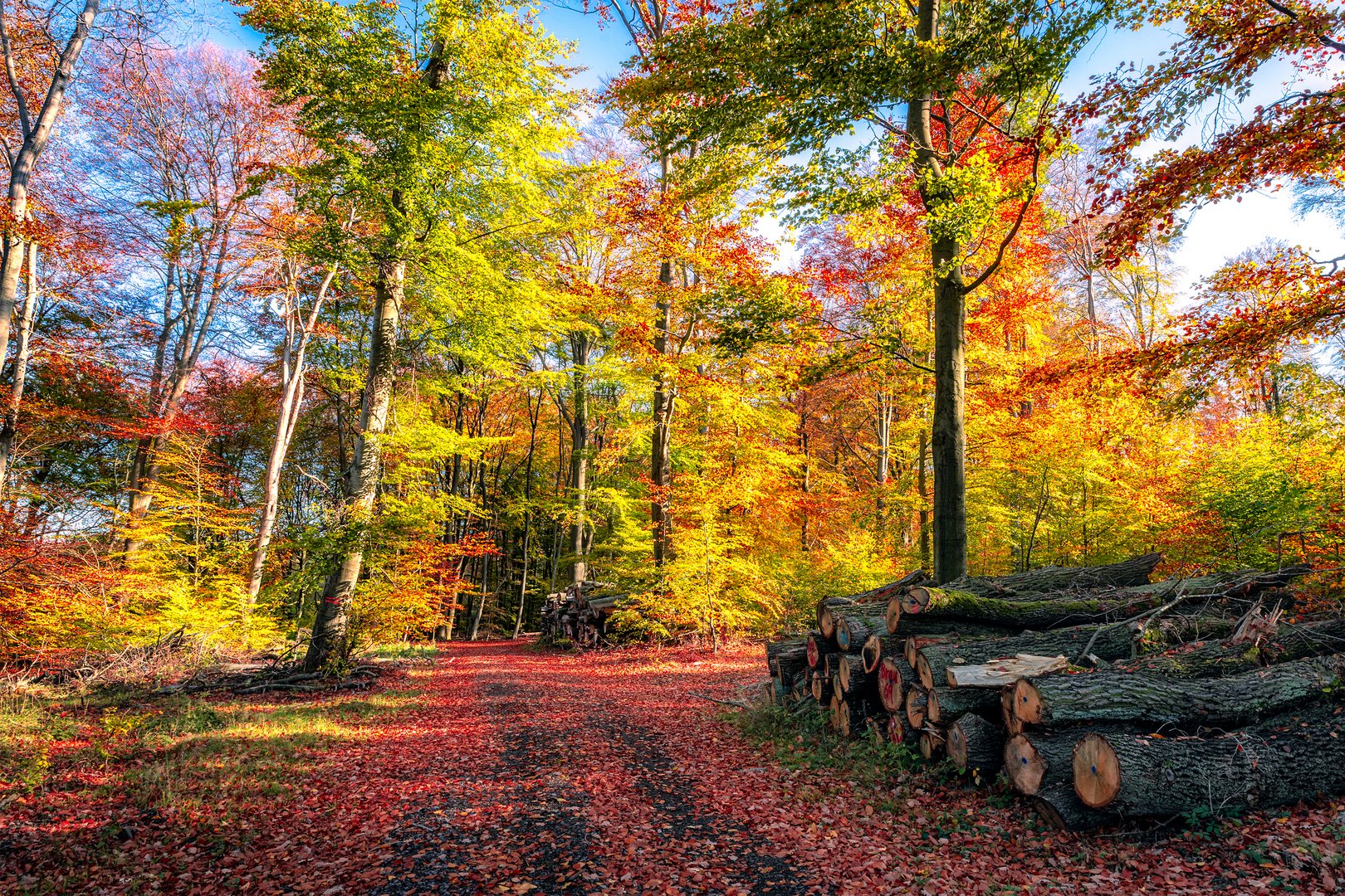 Der Wald im Herbstkleid