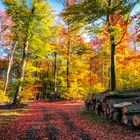 Der Wald im Herbstkleid