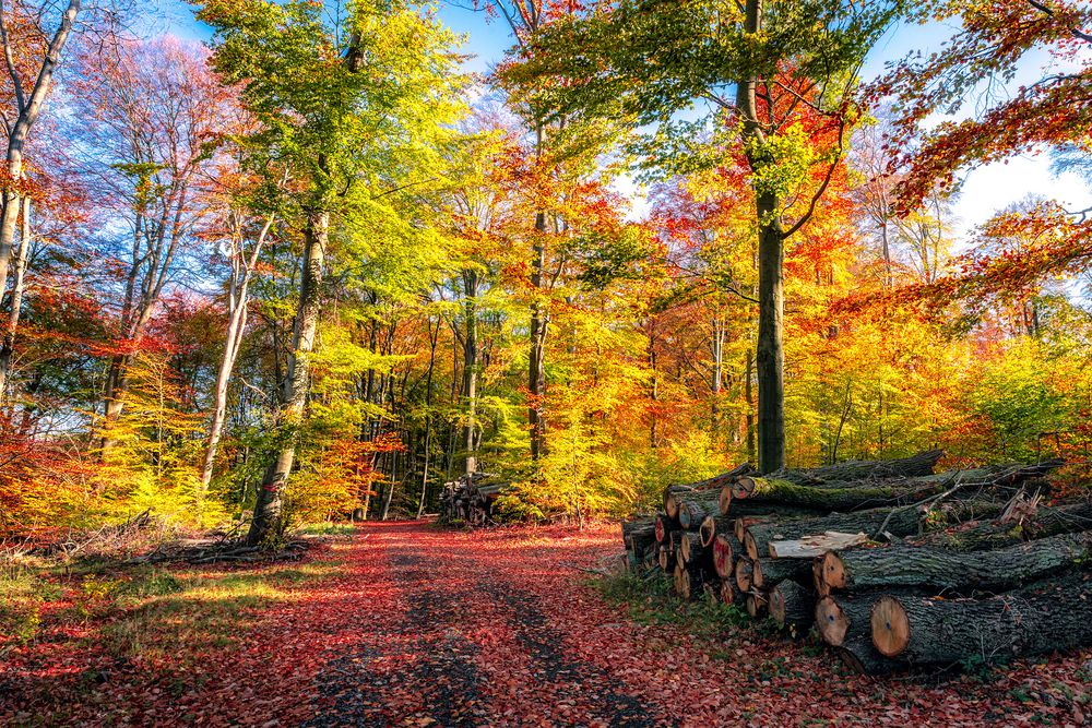 Der Wald im Herbstkleid Foto & Bild | landschaft, jahreszeiten, herbst