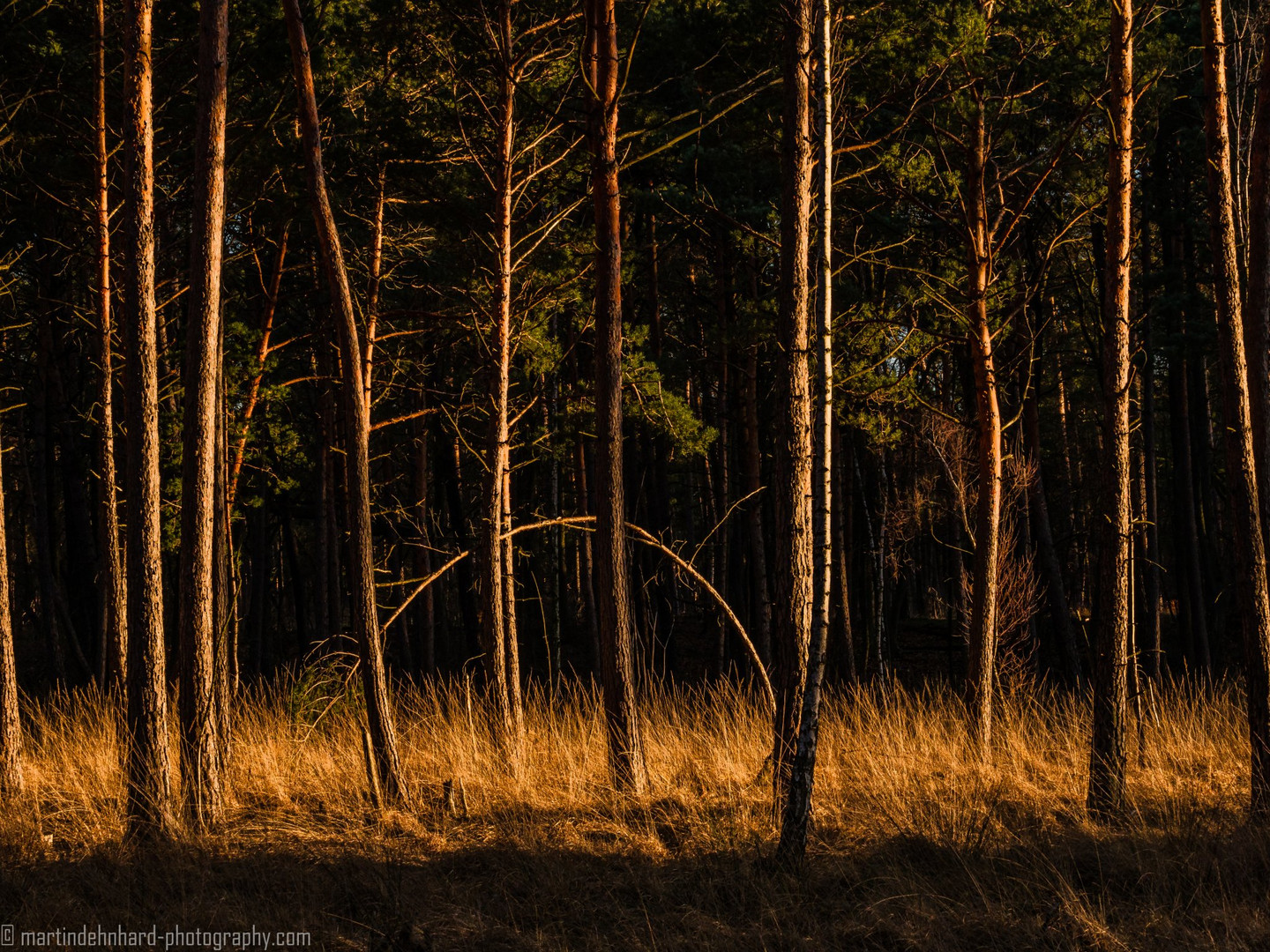 Der Wald im Licht der Abendsonne