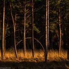 Der Wald im Licht der Abendsonne