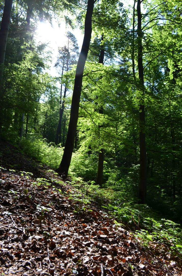 Der Wald im Licht der Morgensonne