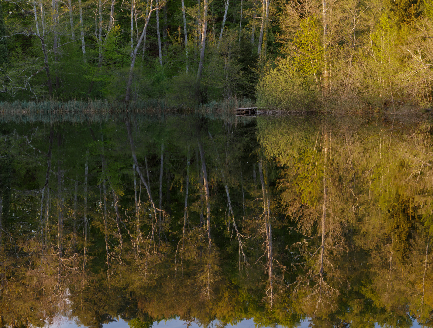 Der Wald im Litzelsee