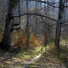 Der Wald im März unterm Albtrauf