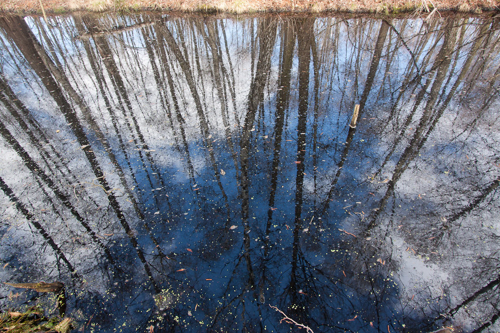 Der Wald im Moor