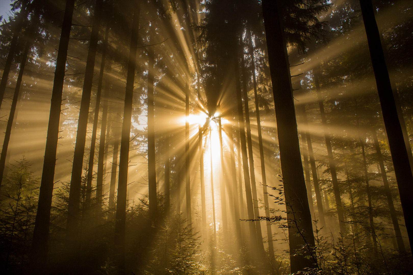 Der Wald im Morgenlicht