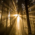 Der Wald im Morgenlicht