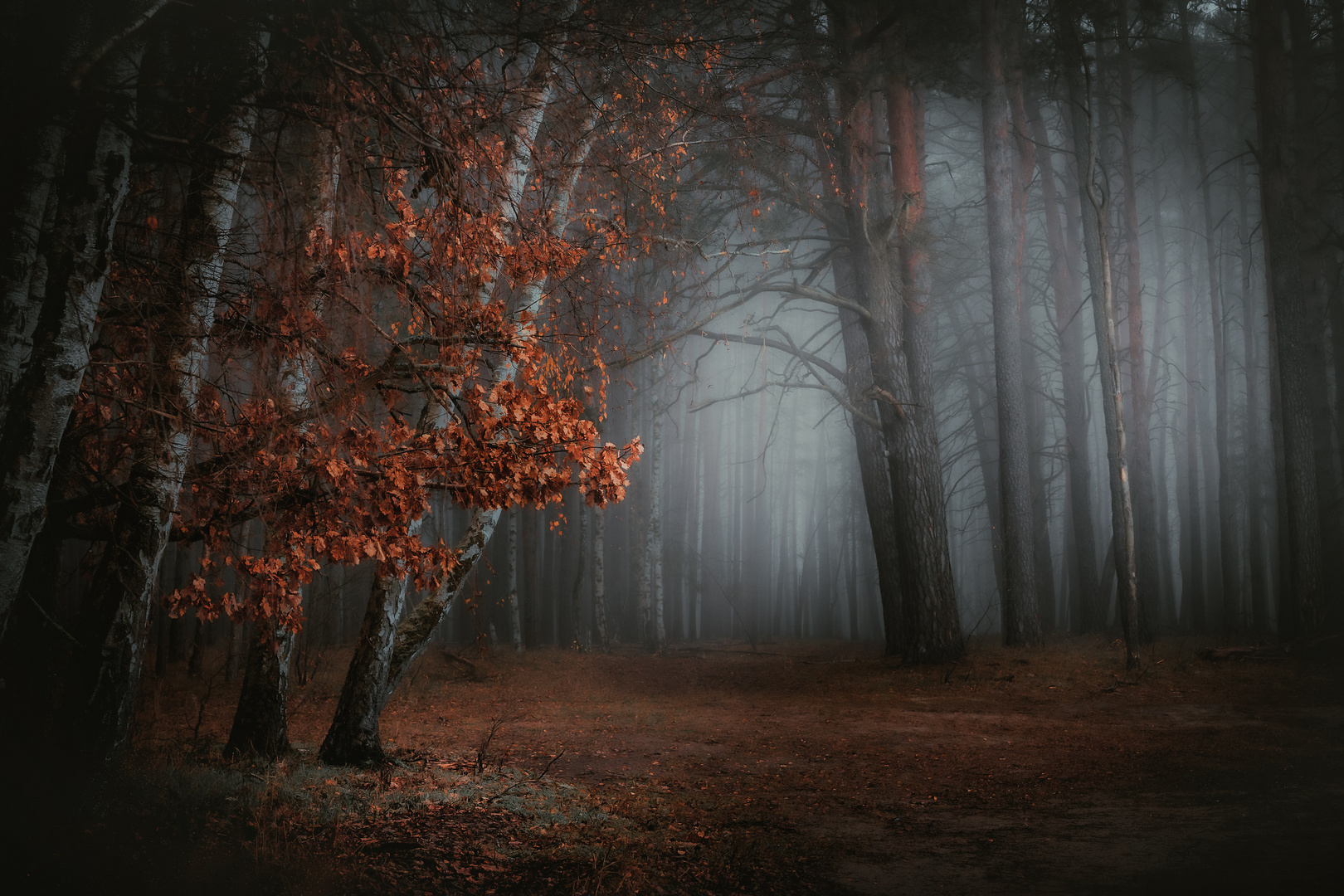 Der Wald im Nebel 