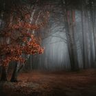 Der Wald im Nebel 