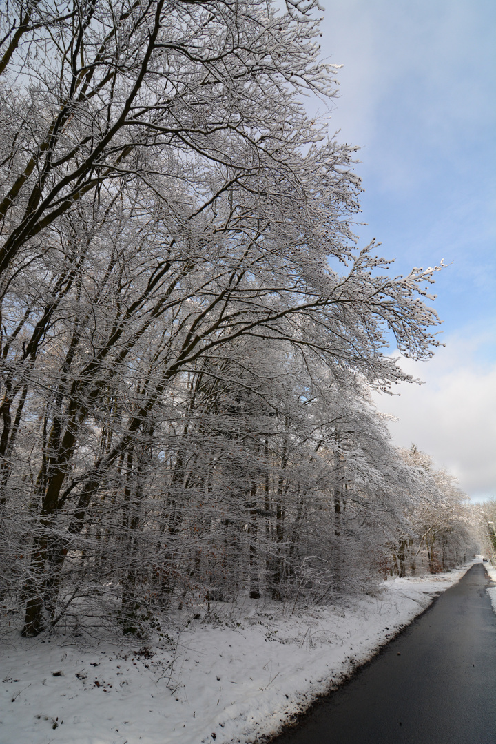 Der Wald im Oktober 2015