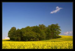 Der Wald im Raps