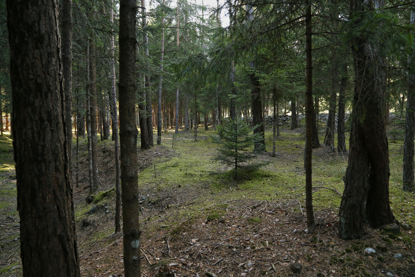 Der Wald im Ridnauntal (2016_10_05_EOS 6D_9999_262_ji)