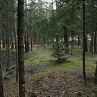 Der Wald im Ridnauntal (2016_10_05_EOS 6D_9999_262_ji)